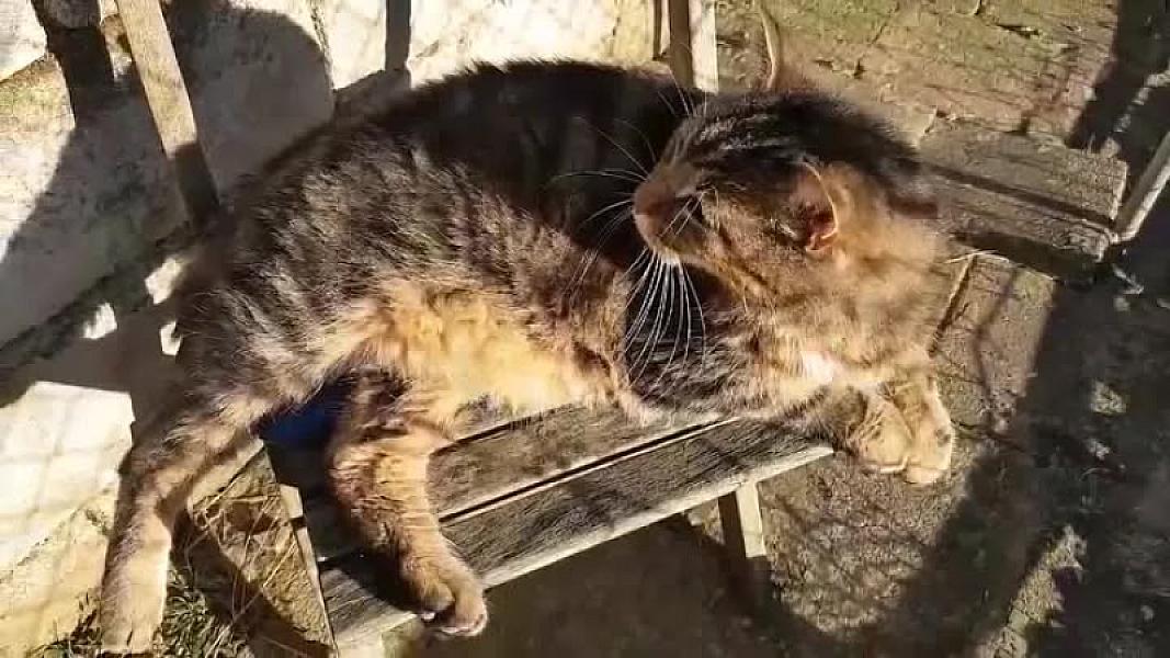 Kattenpraat