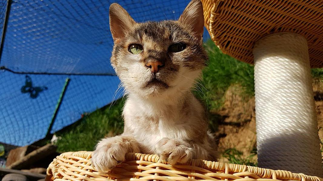 Kattenpraat
