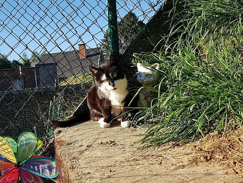 Kattenpraat