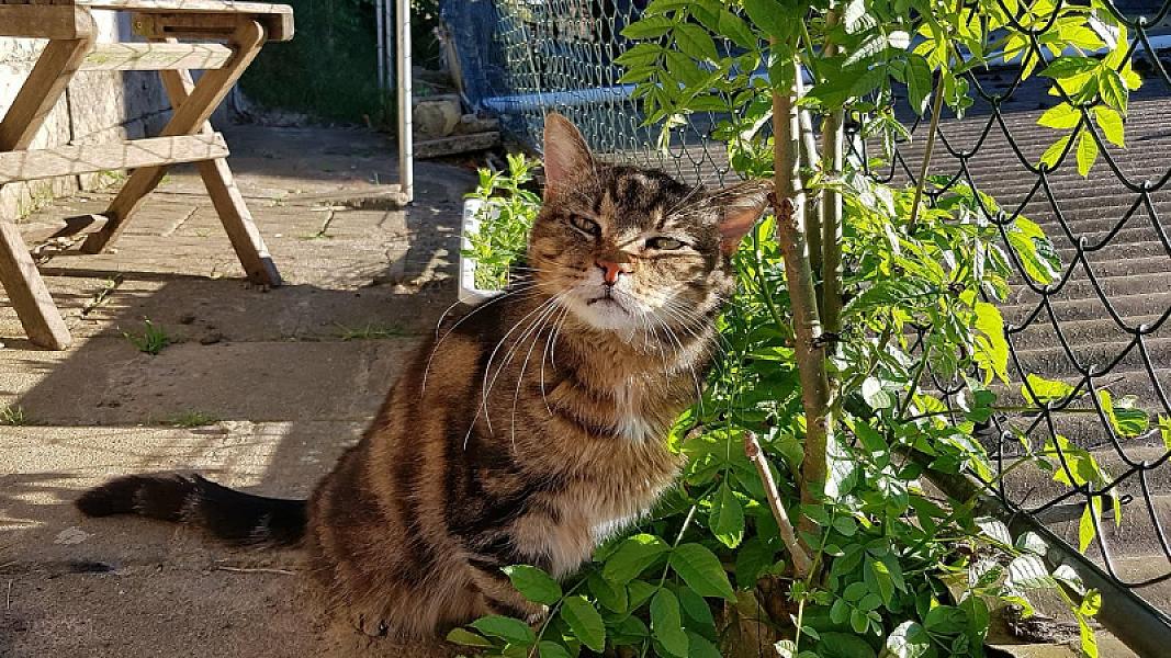 Kattenpraat