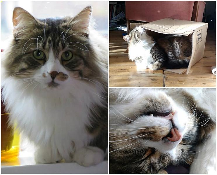 Kattenpraat