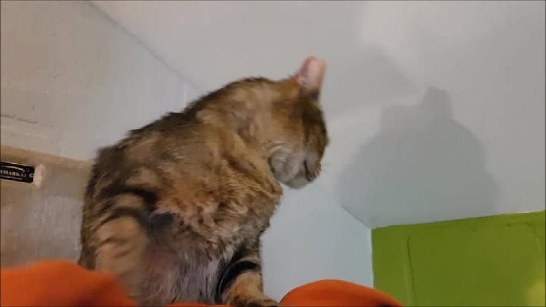 Kattenpraat