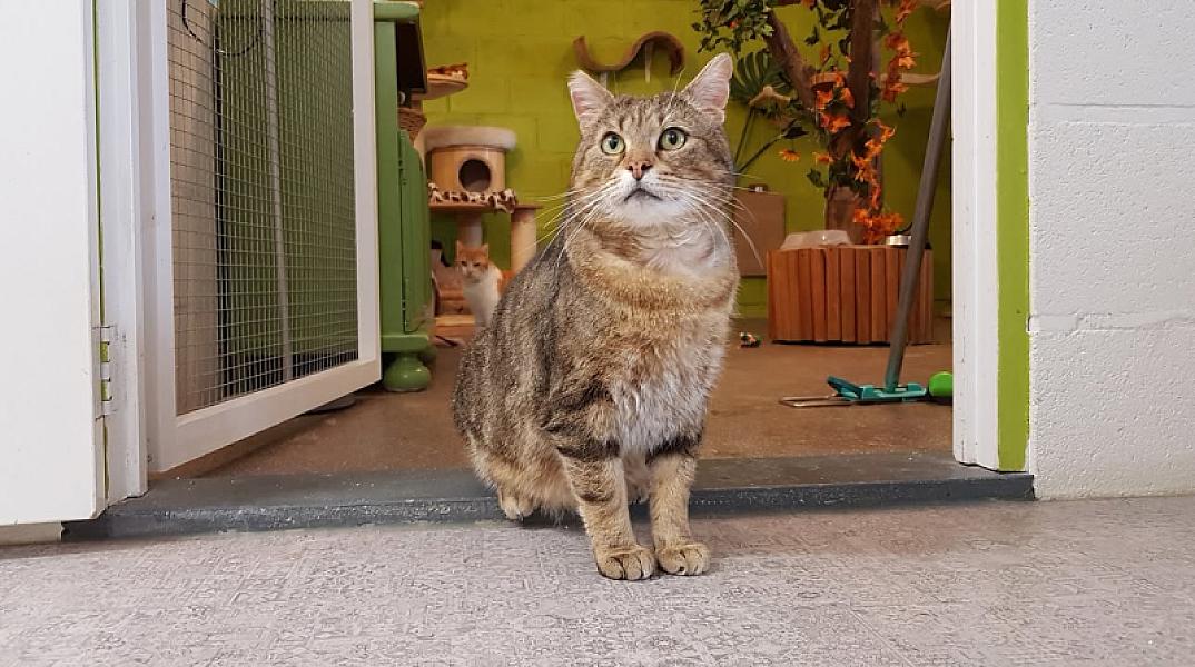 Kattenpraat