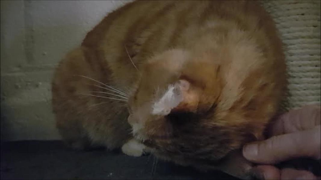 Kattenpraat