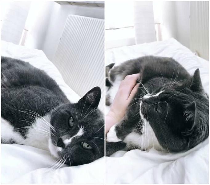 Kattenpraat