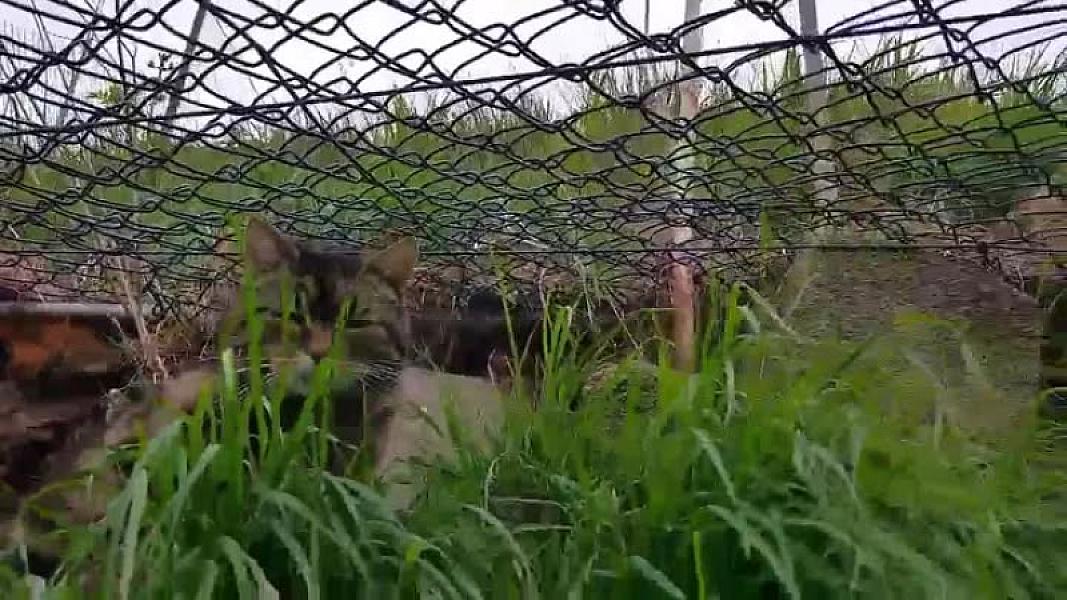 Kattenpraat