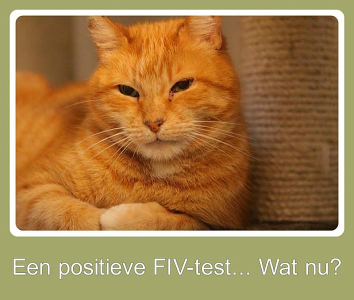 Kattenpraat