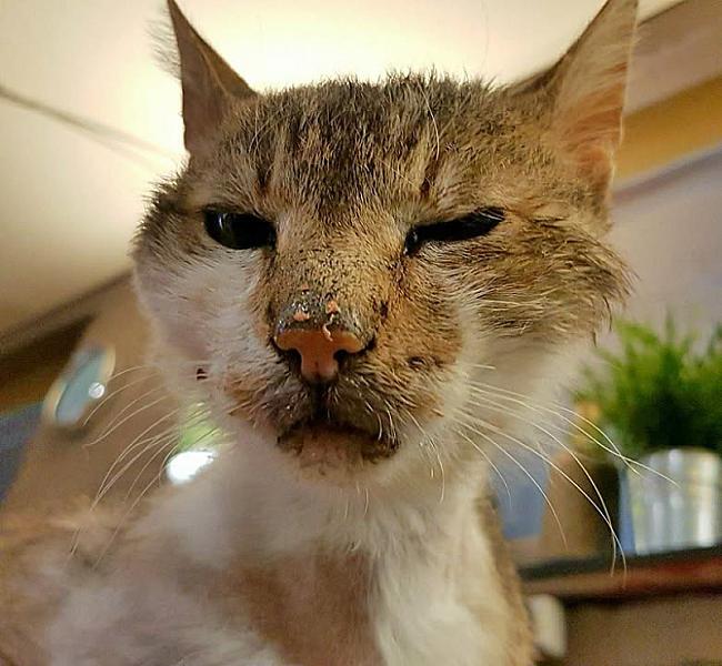 Kattenpraat