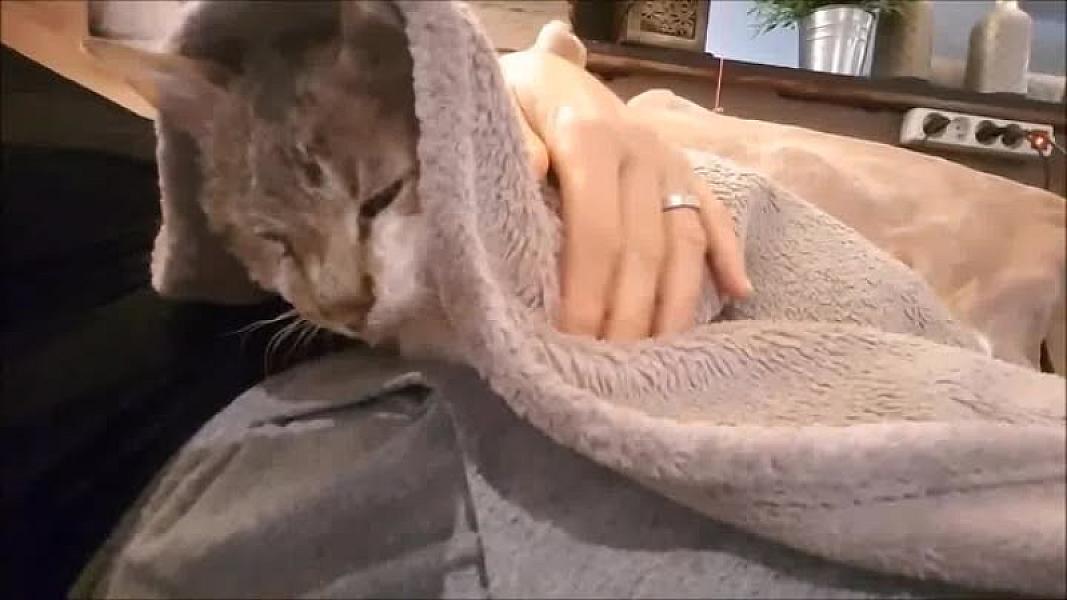 Kattenpraat