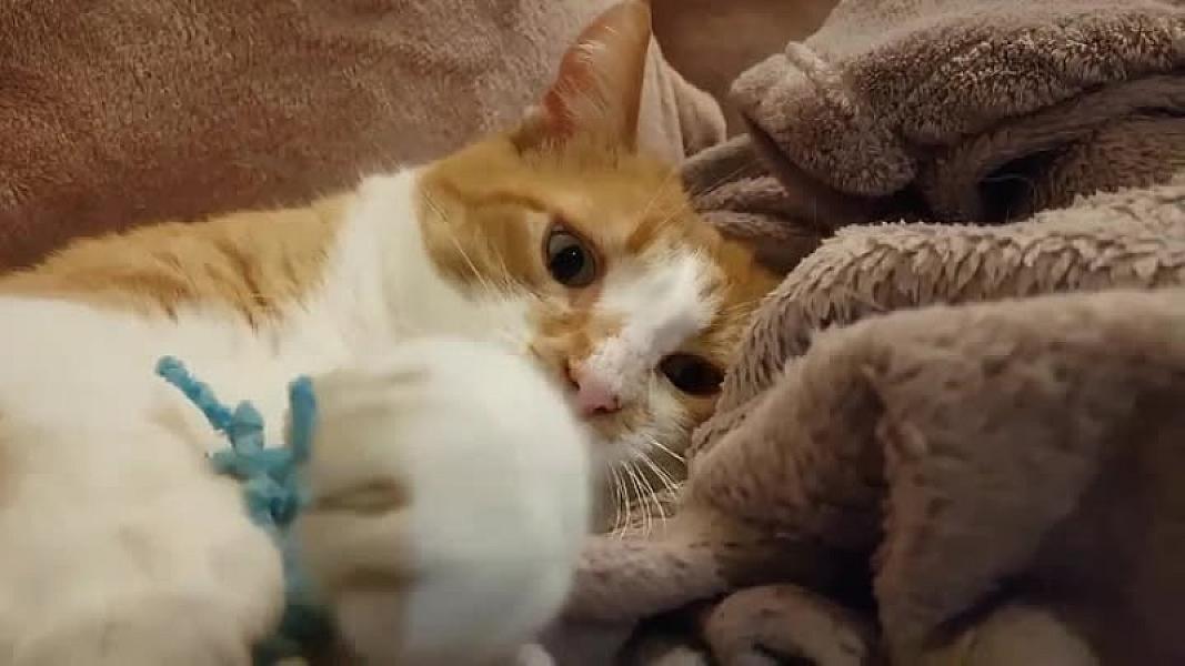 Kattenpraat