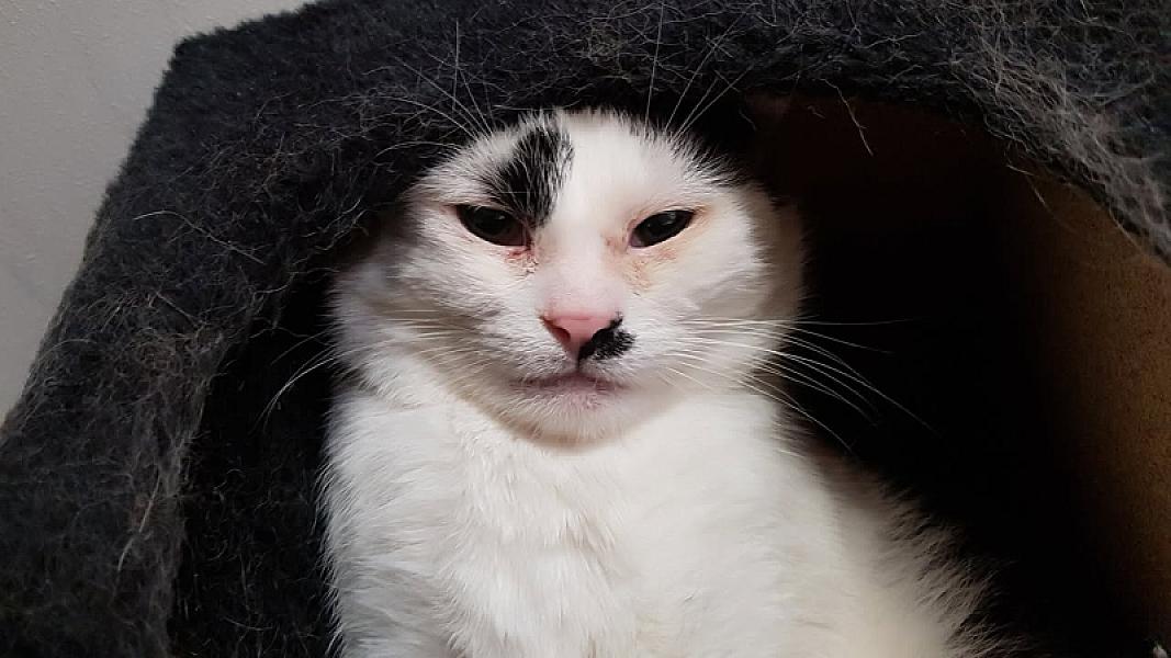 Kattenpraat