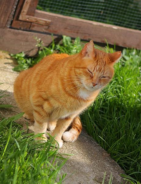 Kattenpraat