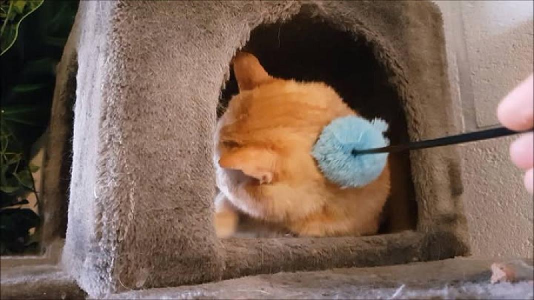 Kattenpraat