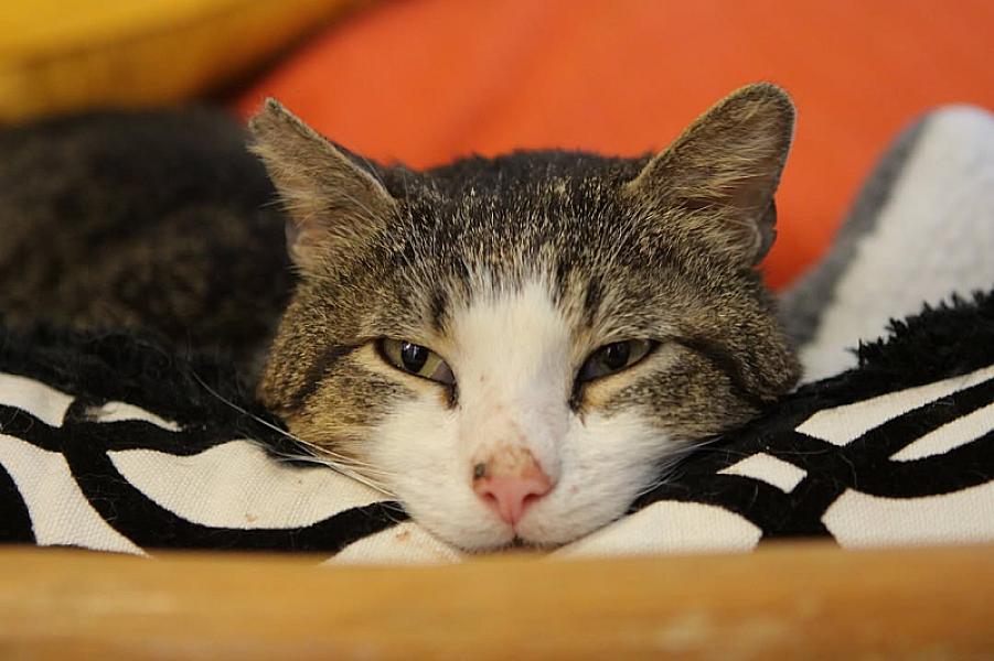 Kattenpraat