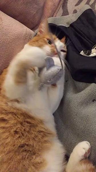Kattenpraat