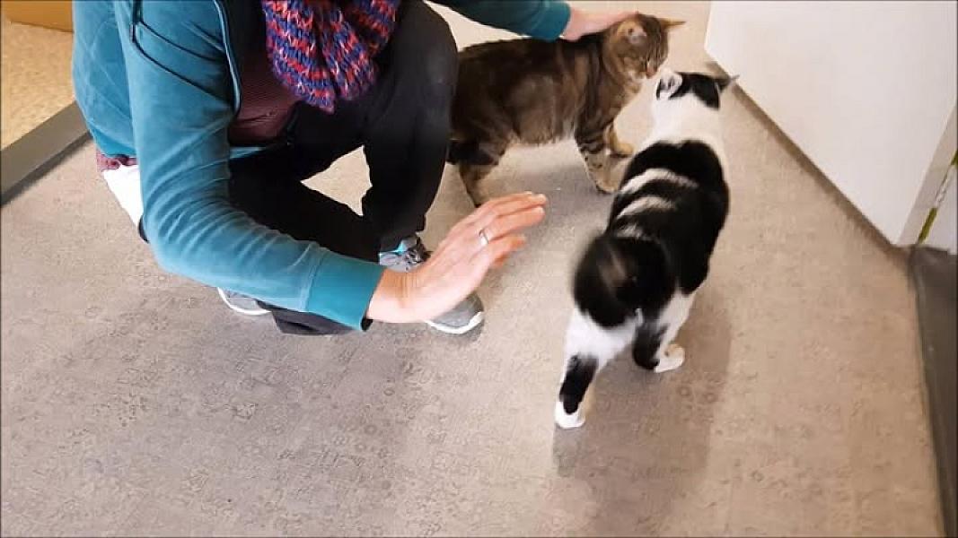 Kattenpraat