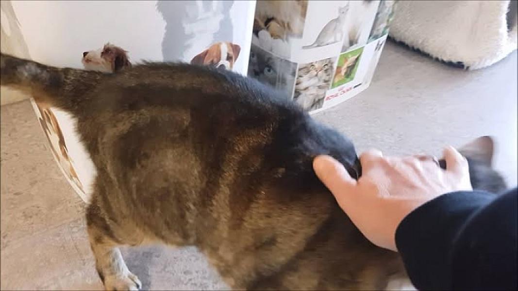 Kattenpraat