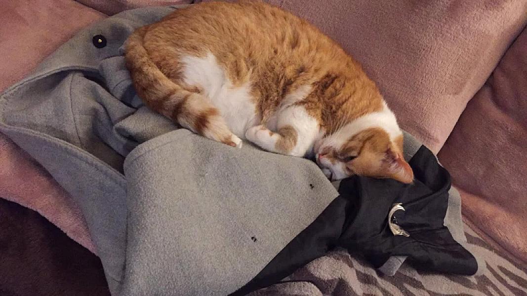 Kattenpraat