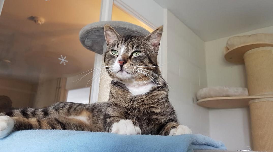 Kattenpraat