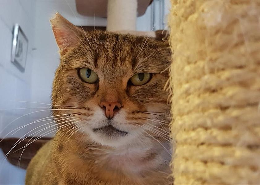 Kattenpraat