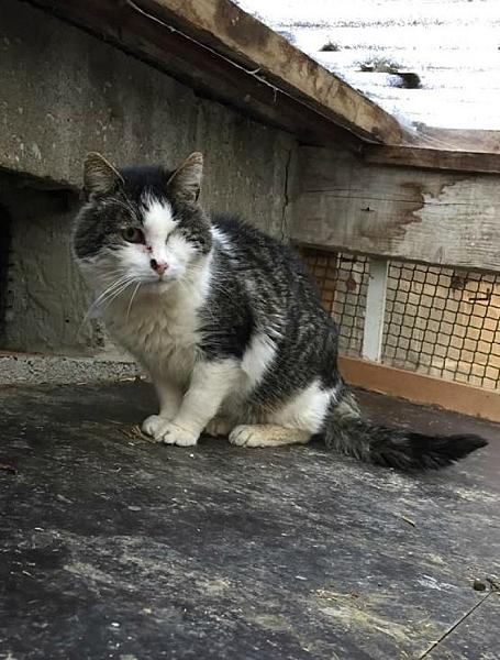 Kattenpraat