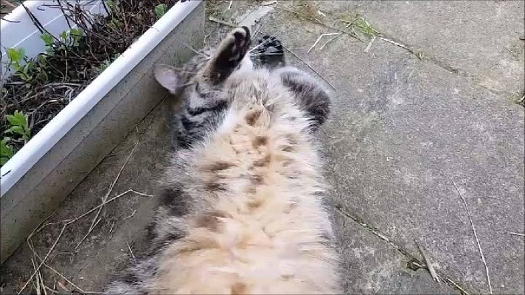 Kattenpraat