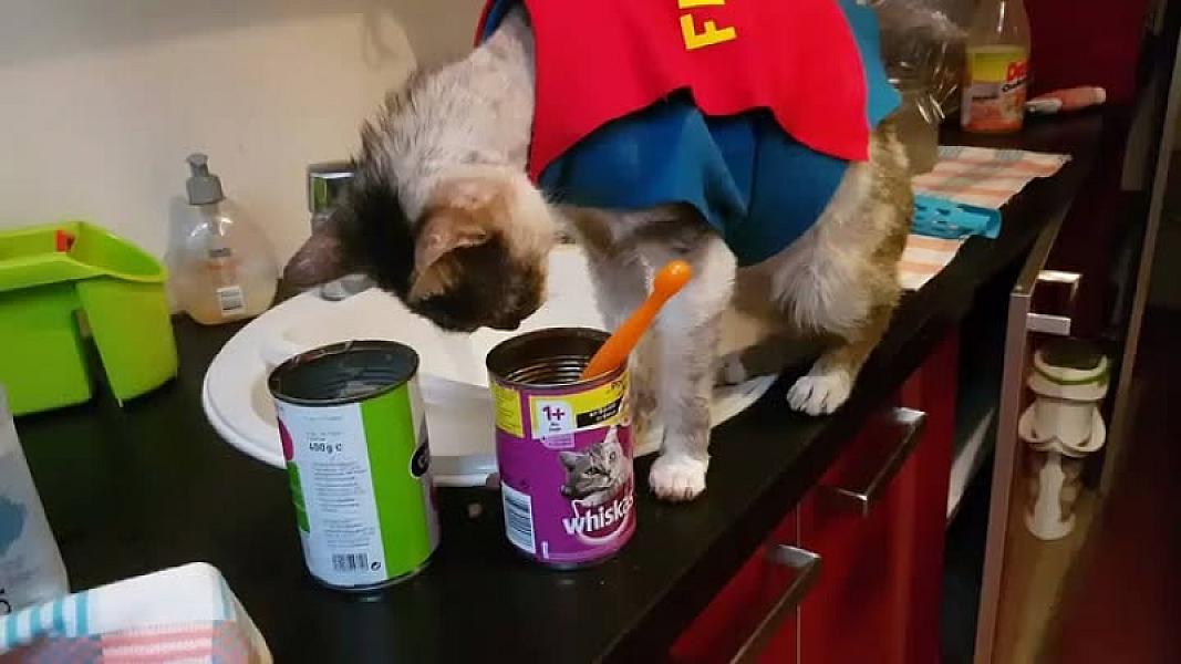 Kattenpraat