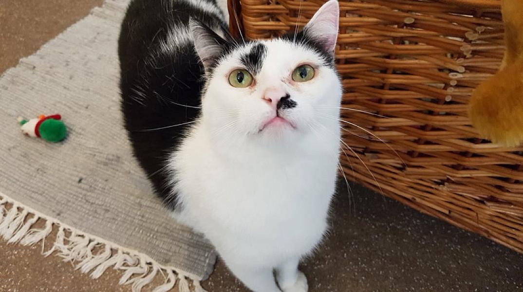 Kattenpraat