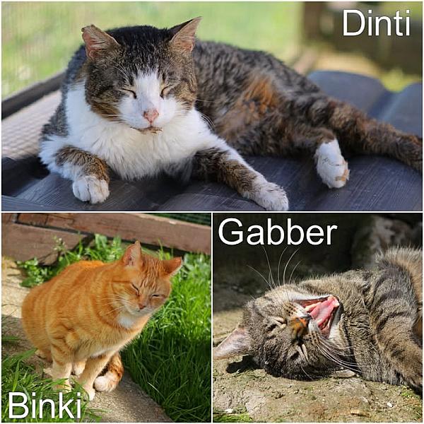 Kattenpraat