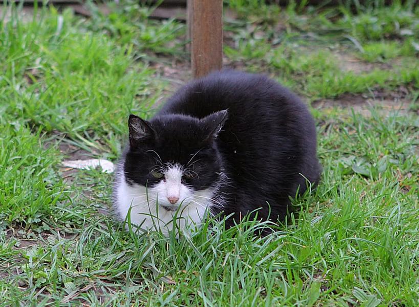 Kattenpraat