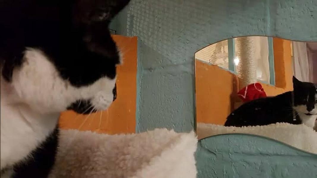 Kattenpraat