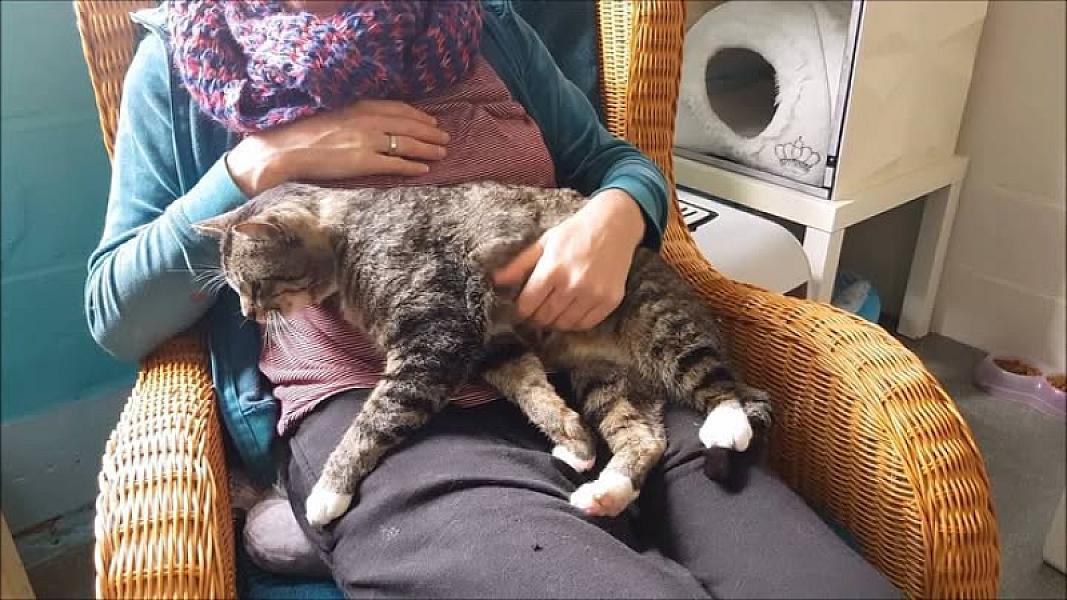 Kattenpraat