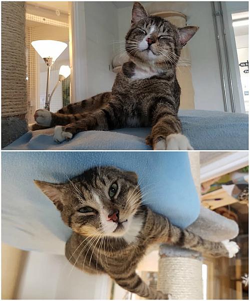 Kattenpraat