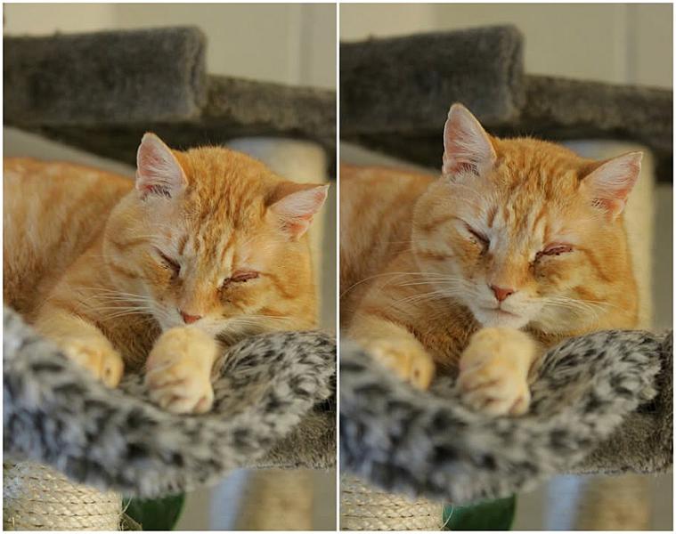 Kattenpraat