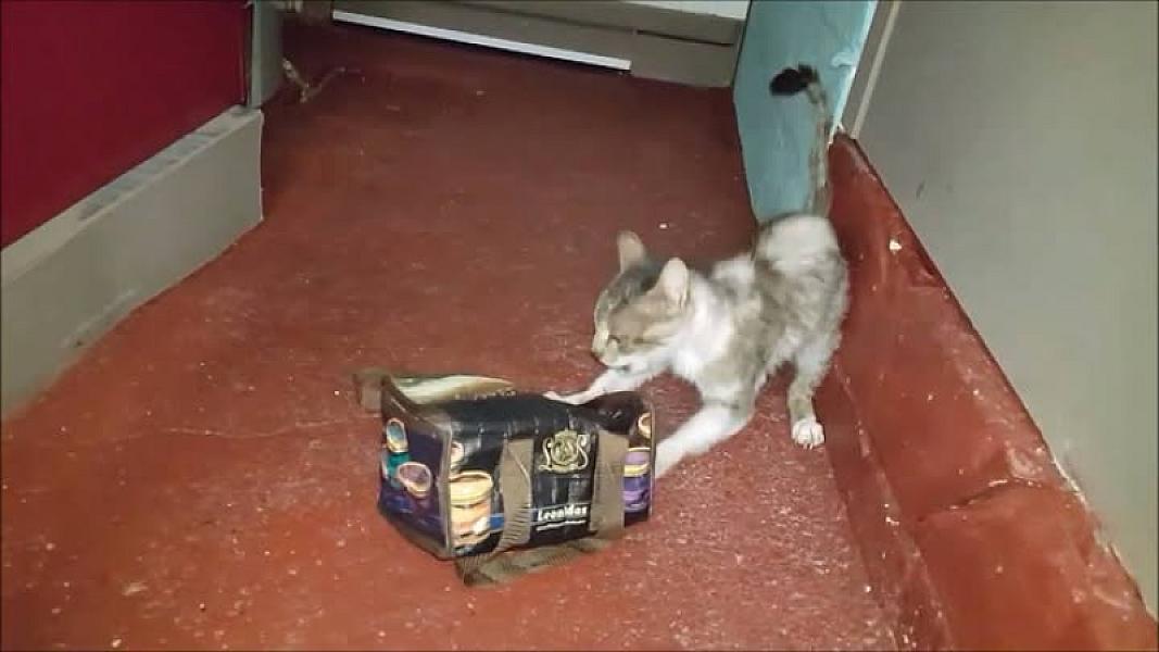 Kattenpraat