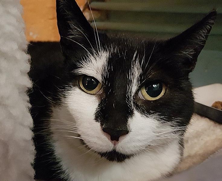 Kattenpraat