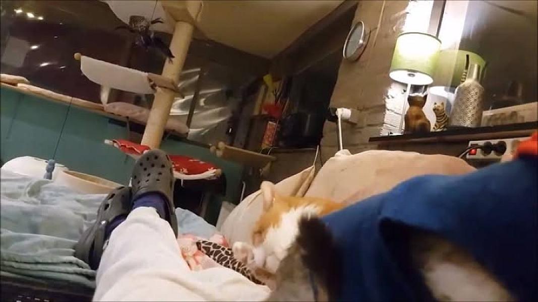 Kattenpraat