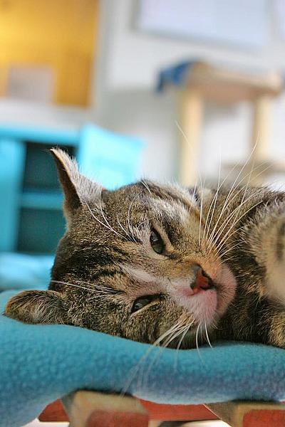 Kattenpraat