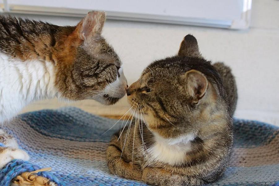 Kattenpraat