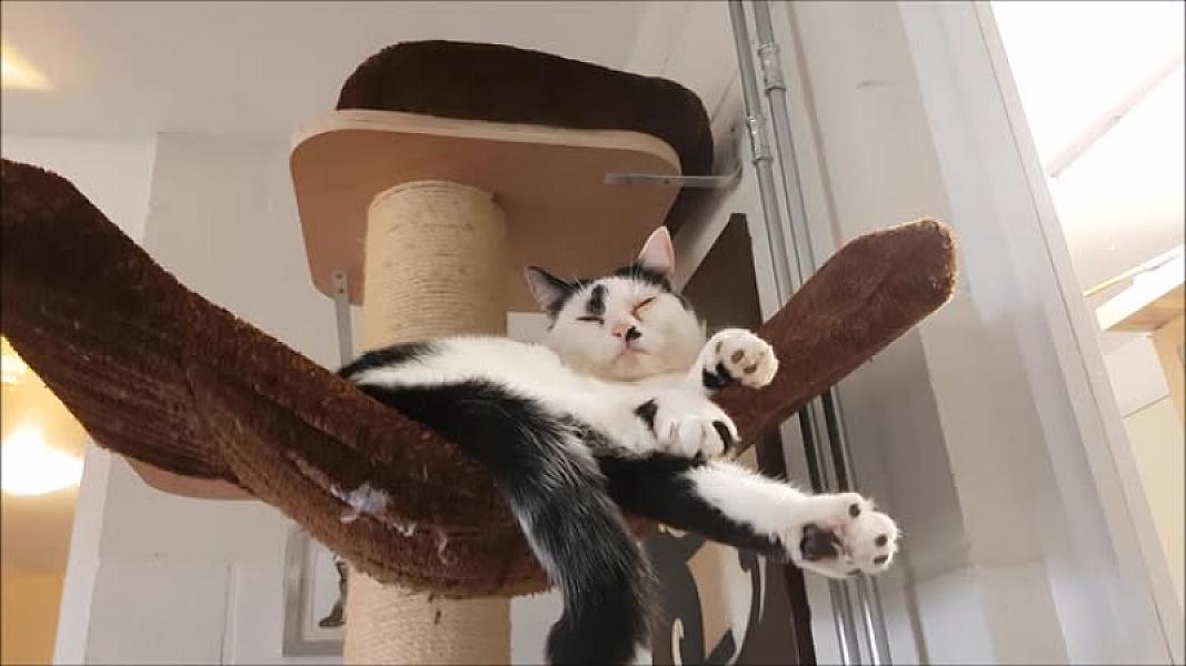 Kattenpraat