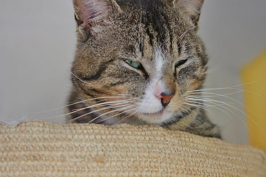 Kattenpraat