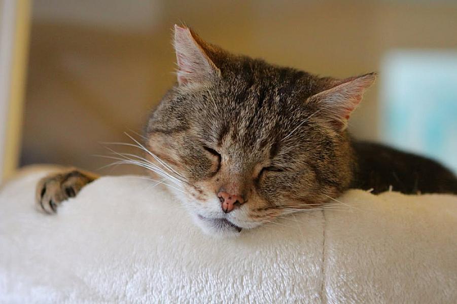 Kattenpraat