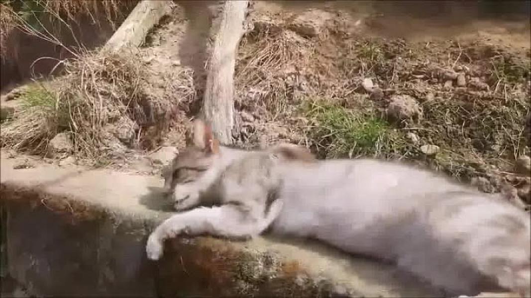 Kattenpraat