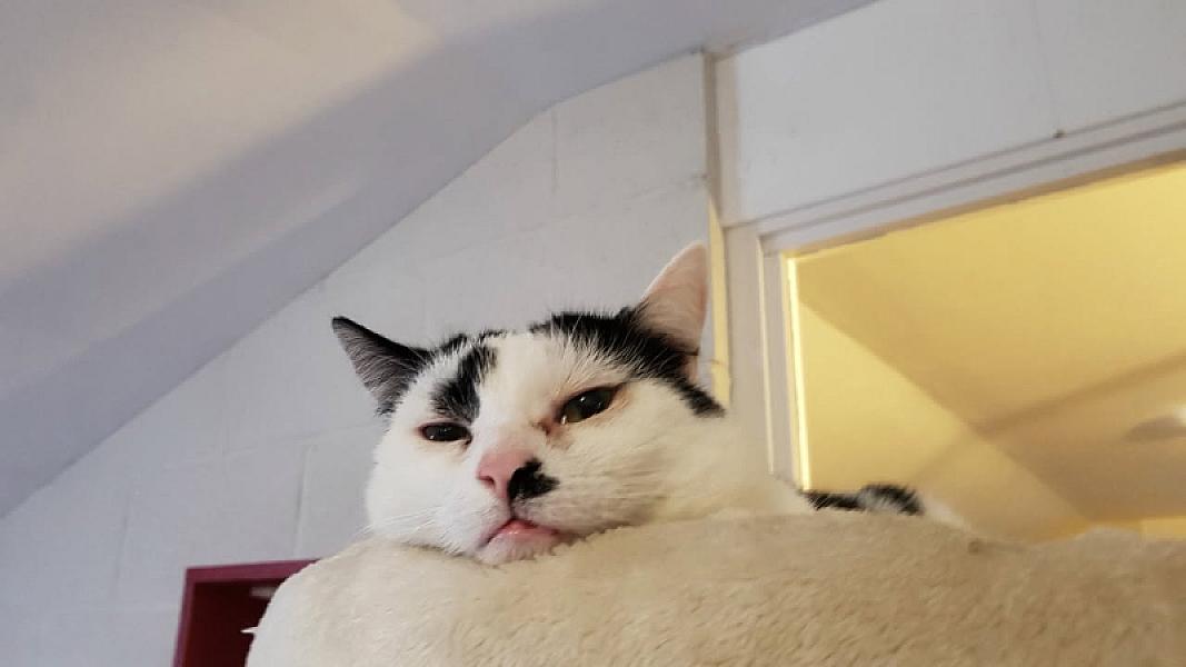 Kattenpraat