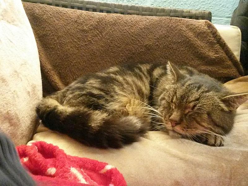 Kattenpraat