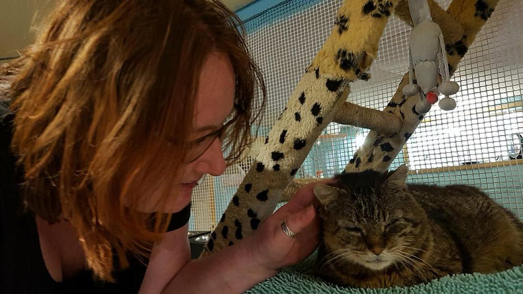 Kattenpraat
