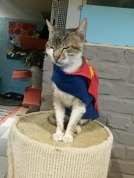 Kattenpraat