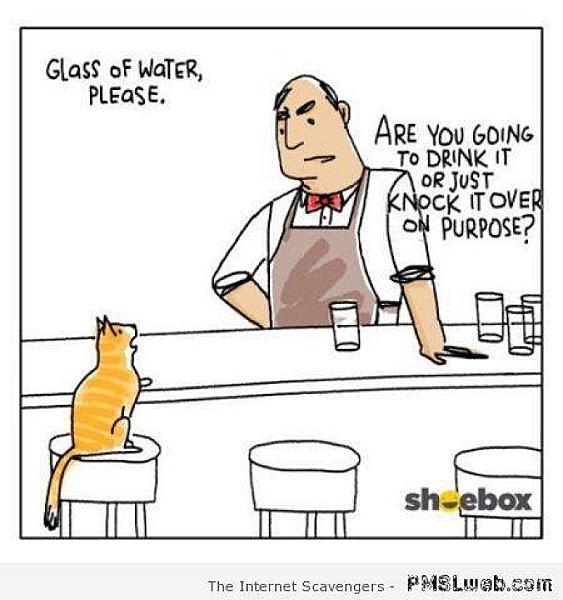Kattenpraat