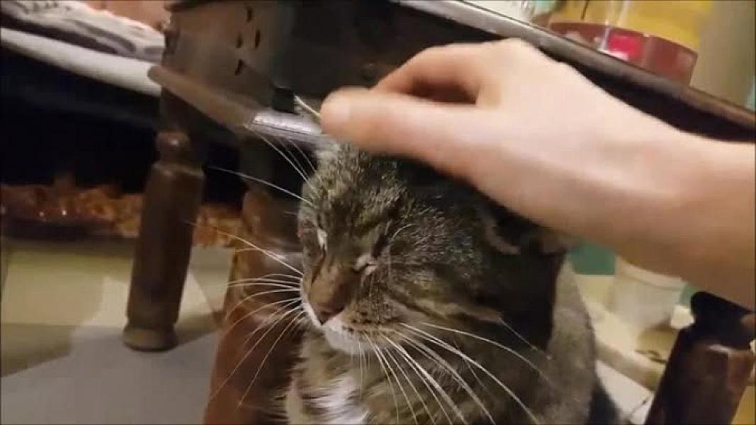 Kattenpraat
