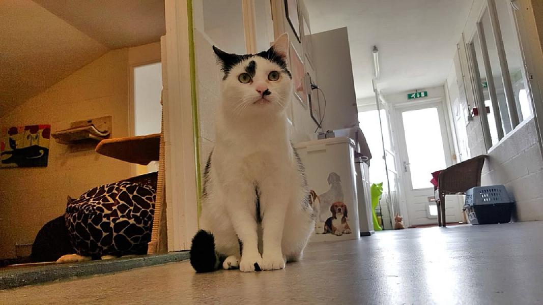 Kattenpraat